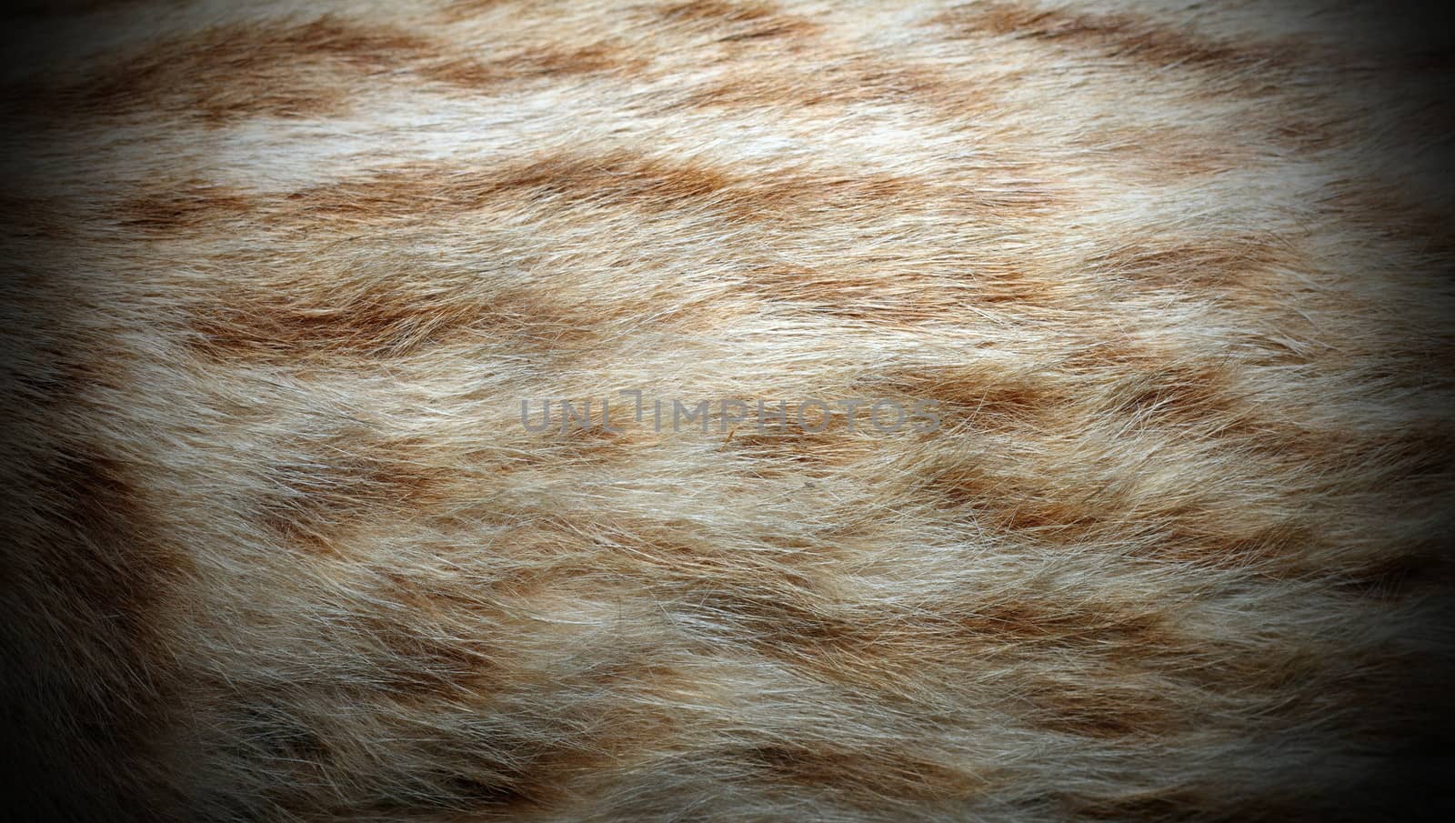 Ocelot ( leopardus pardalis ) textured fur detail. this is a rare cat living in South America