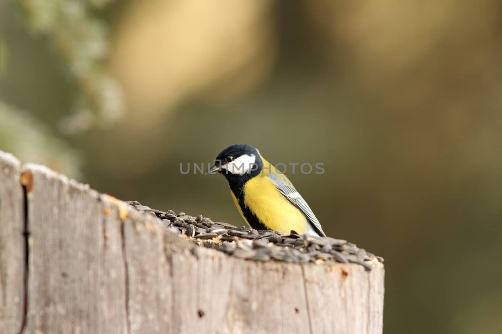 small bird ( parus major, great tit ) foraging  at seed feeder