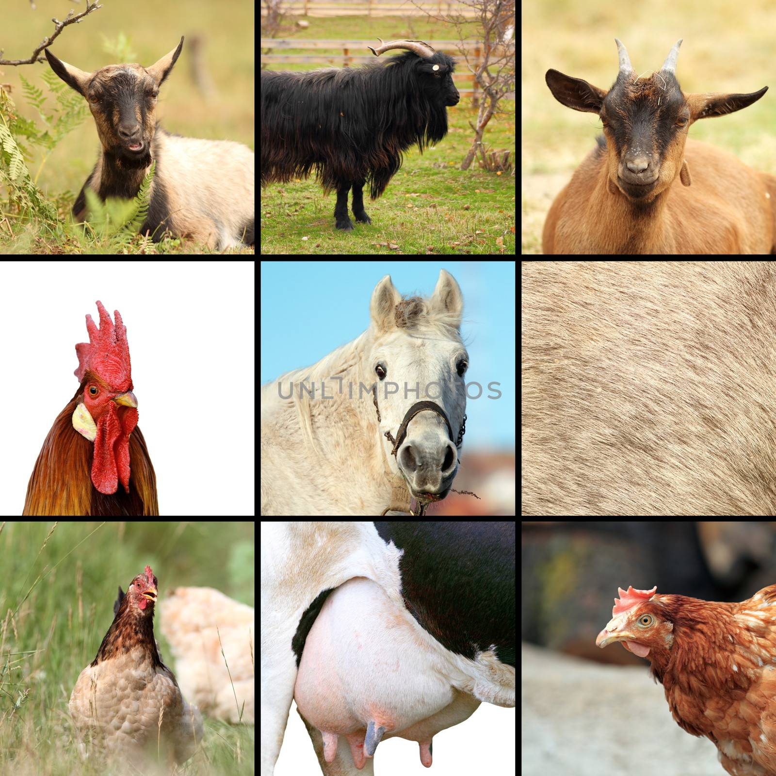 some animals from the farm, collage with birds and mammals