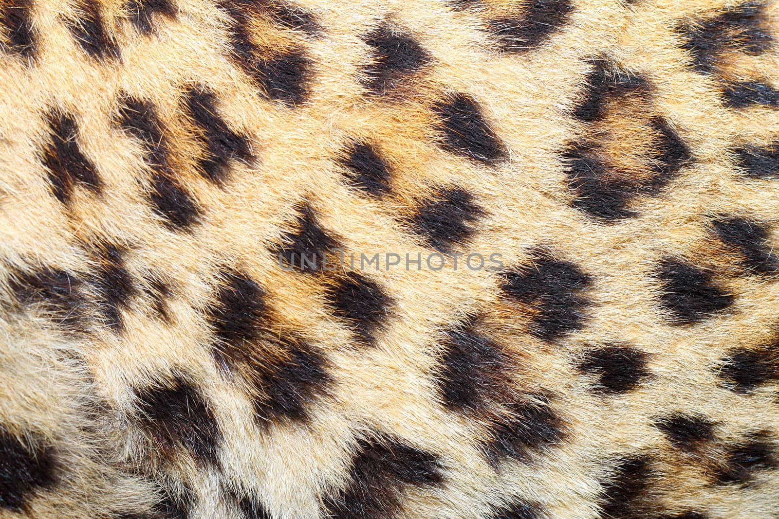 spots on real leopard fur by taviphoto