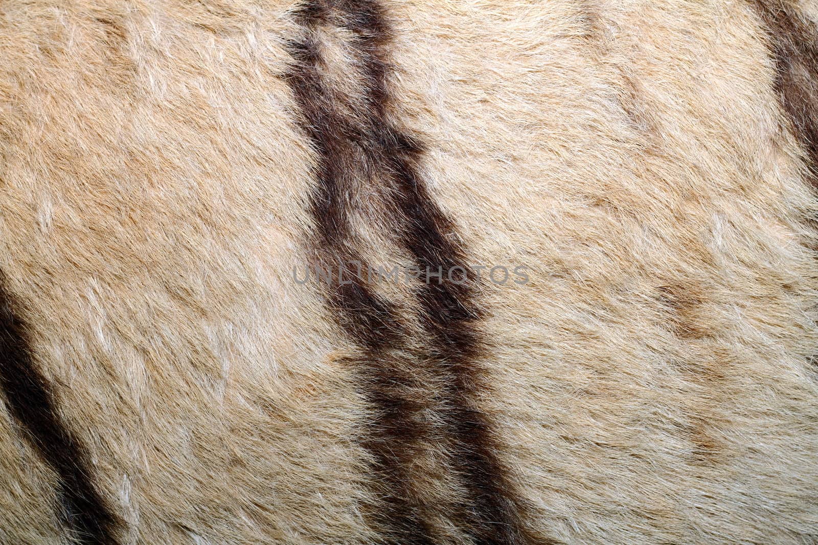 texture of tiger pelt by taviphoto