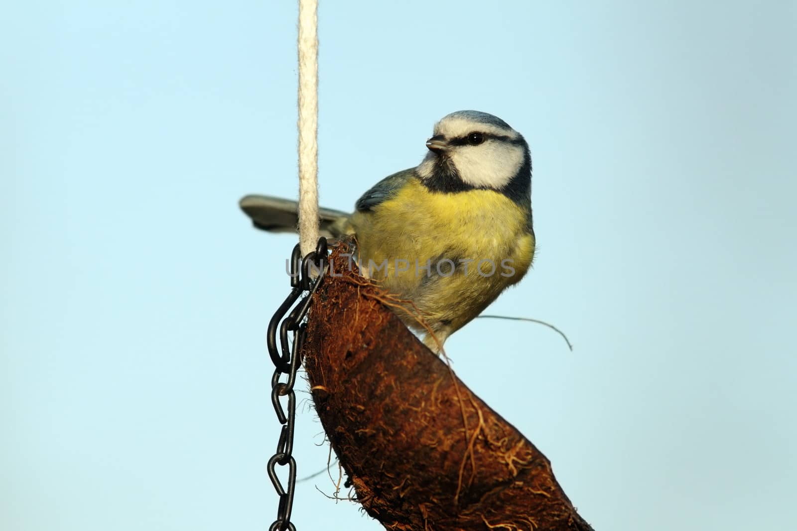 tit on fat feeder by taviphoto