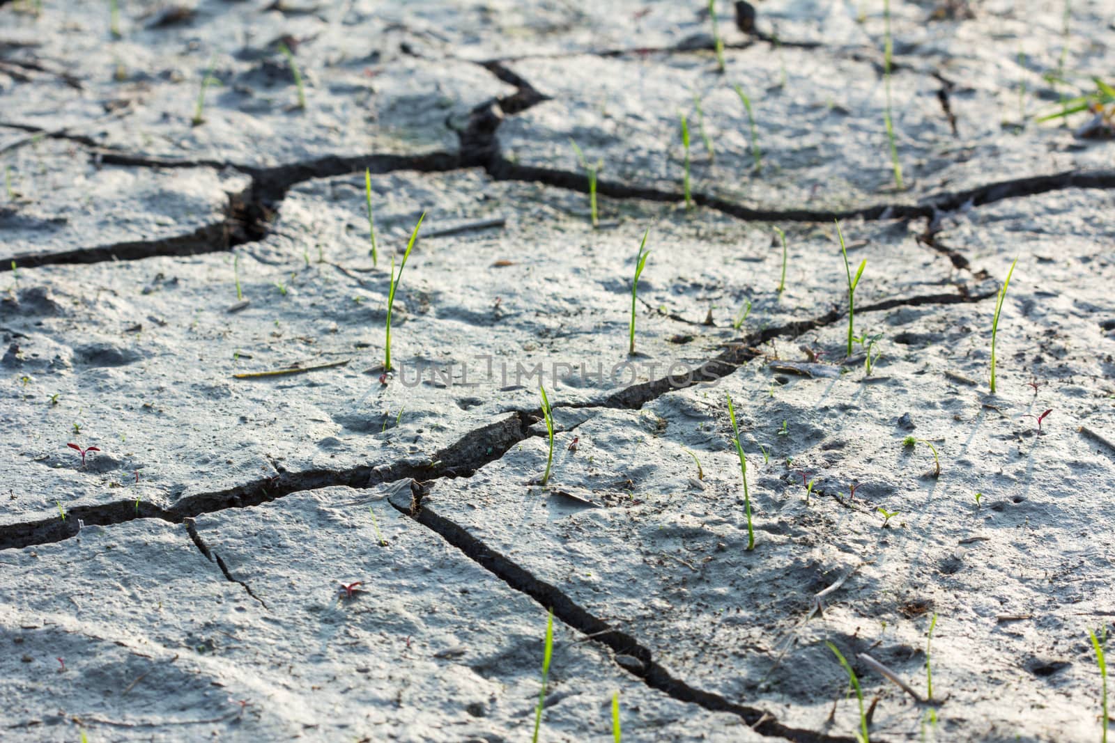 the global warming makes mud crack.