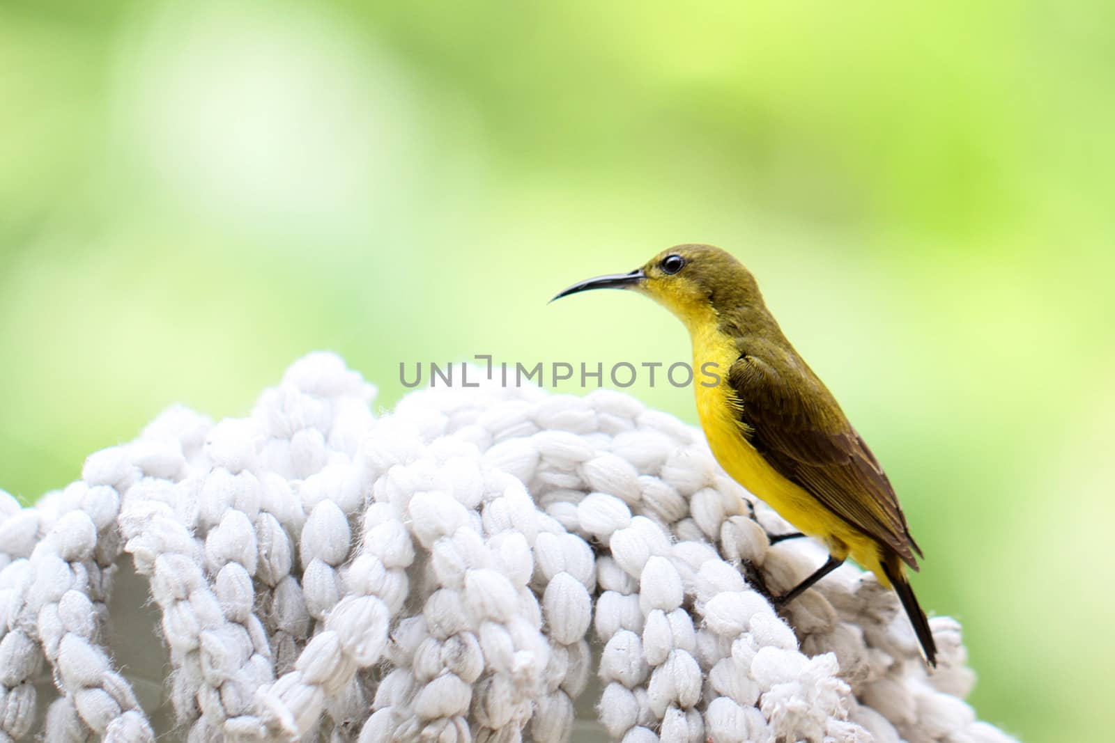 yellow bellied sunbird on a cloth