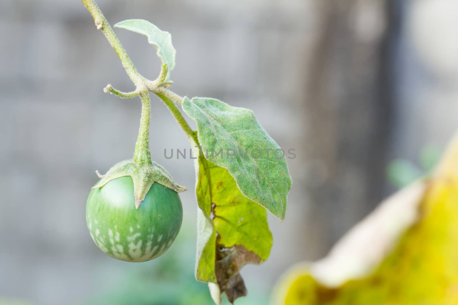 Solanaceae is on it's tree