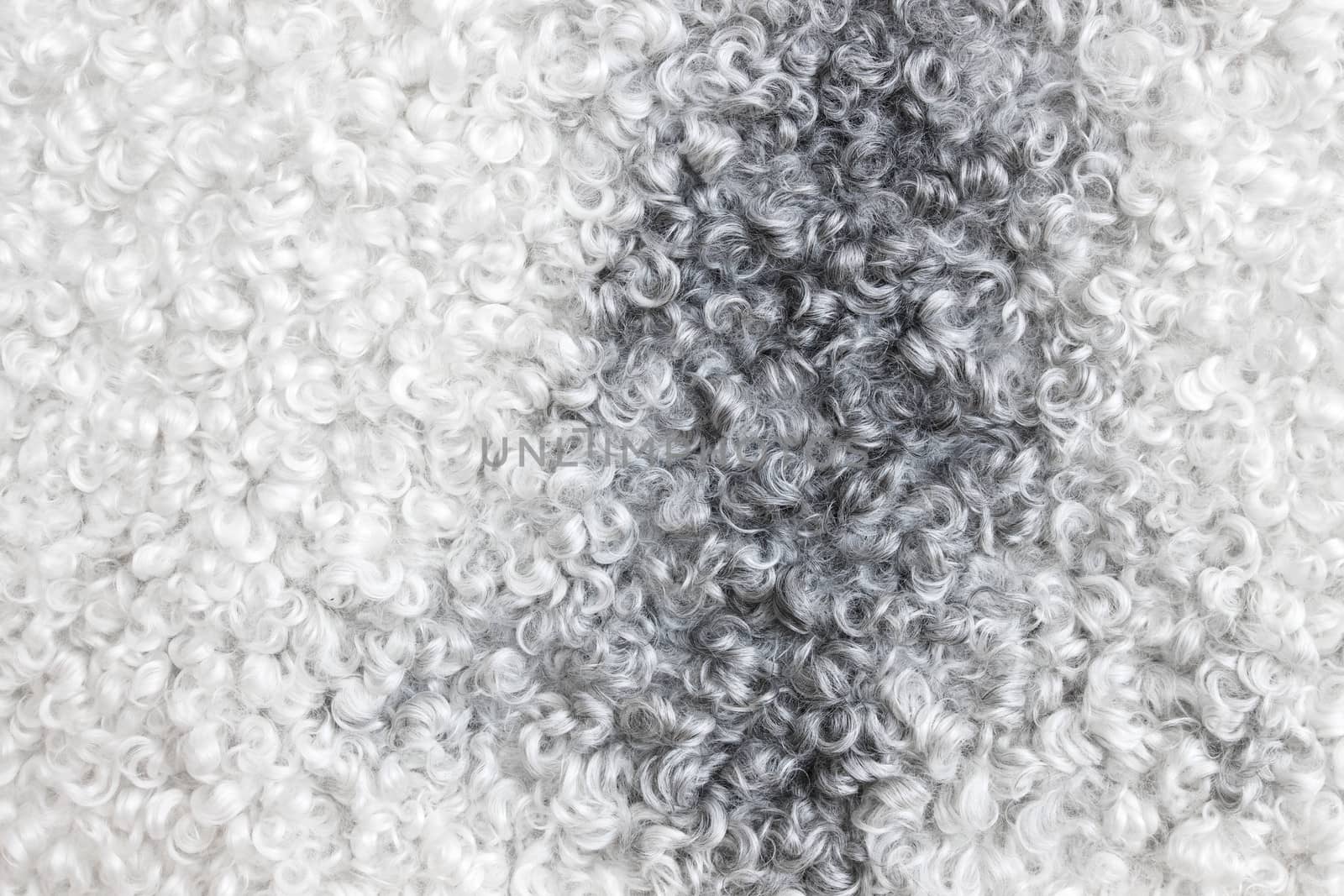 Close-up of white and gray sheepskin. Abstract background.