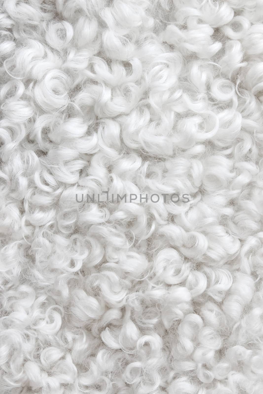 Close-up of white curly sheepskin. Abstract background.