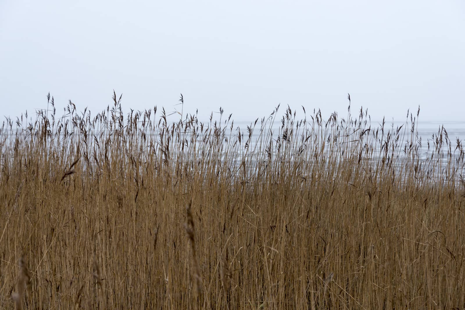 brown grass with plume and water background