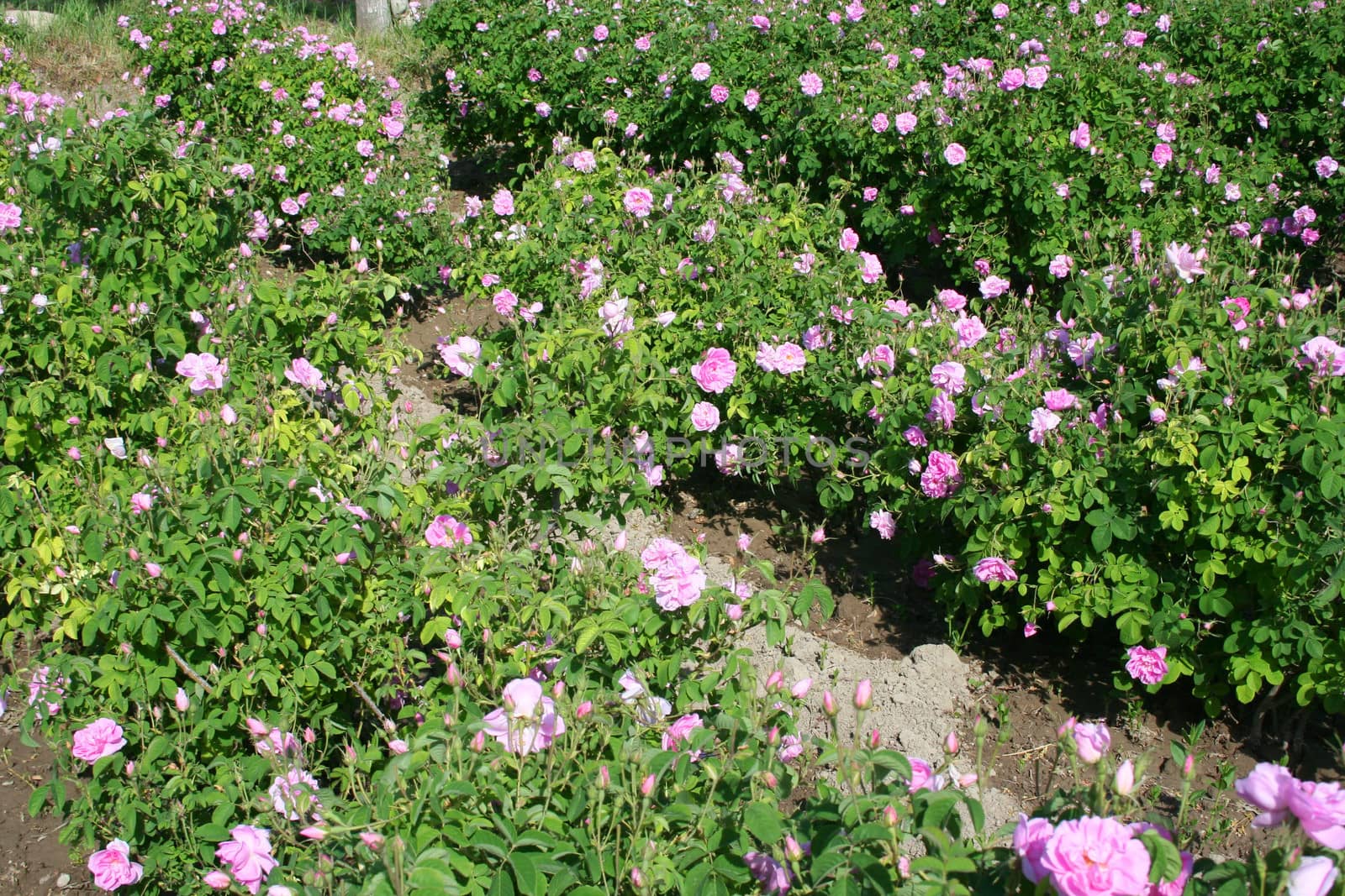 Beautiful pink roses at garden by Dr.G