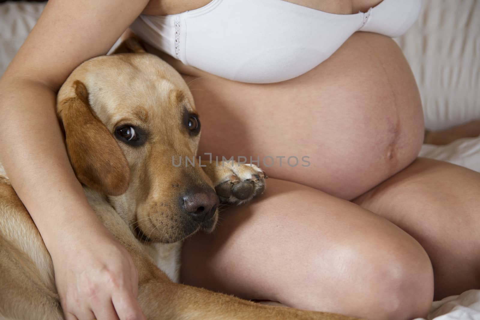Pregnant Mother Relaxing On bed with labrador retriever, dog, Together