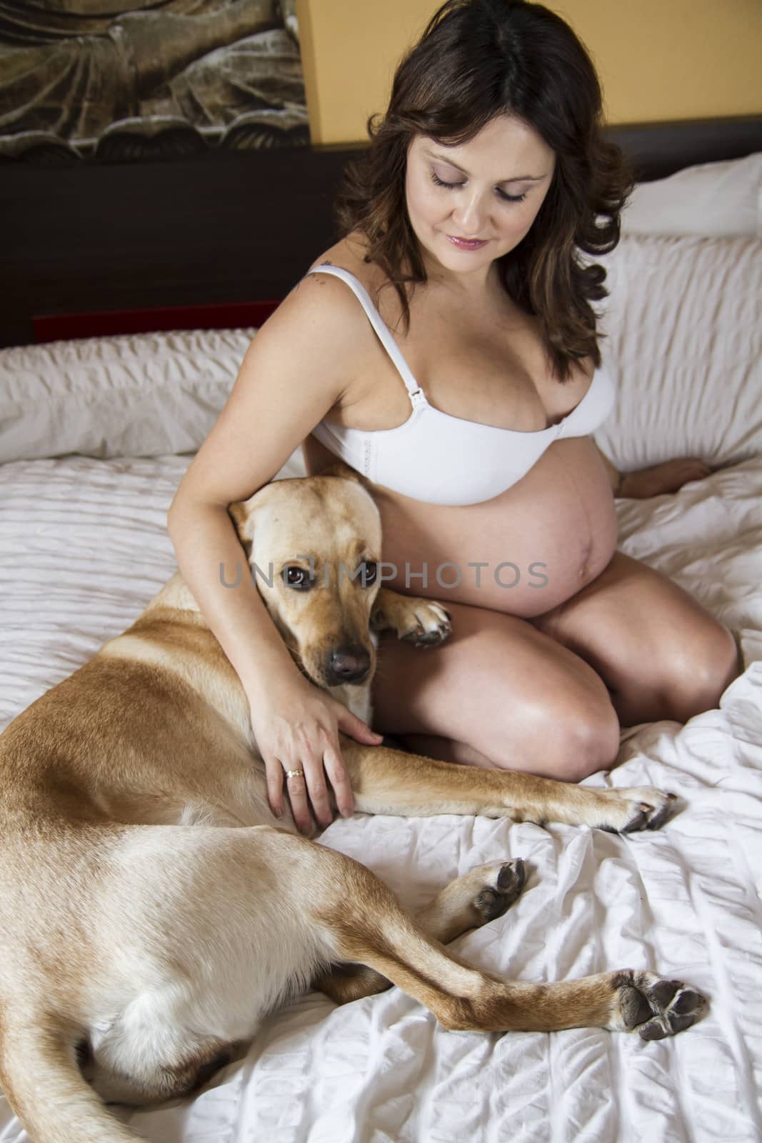 Pregnant Mother Relaxing On bed with labrador retriever, dog, To by FernandoCortes