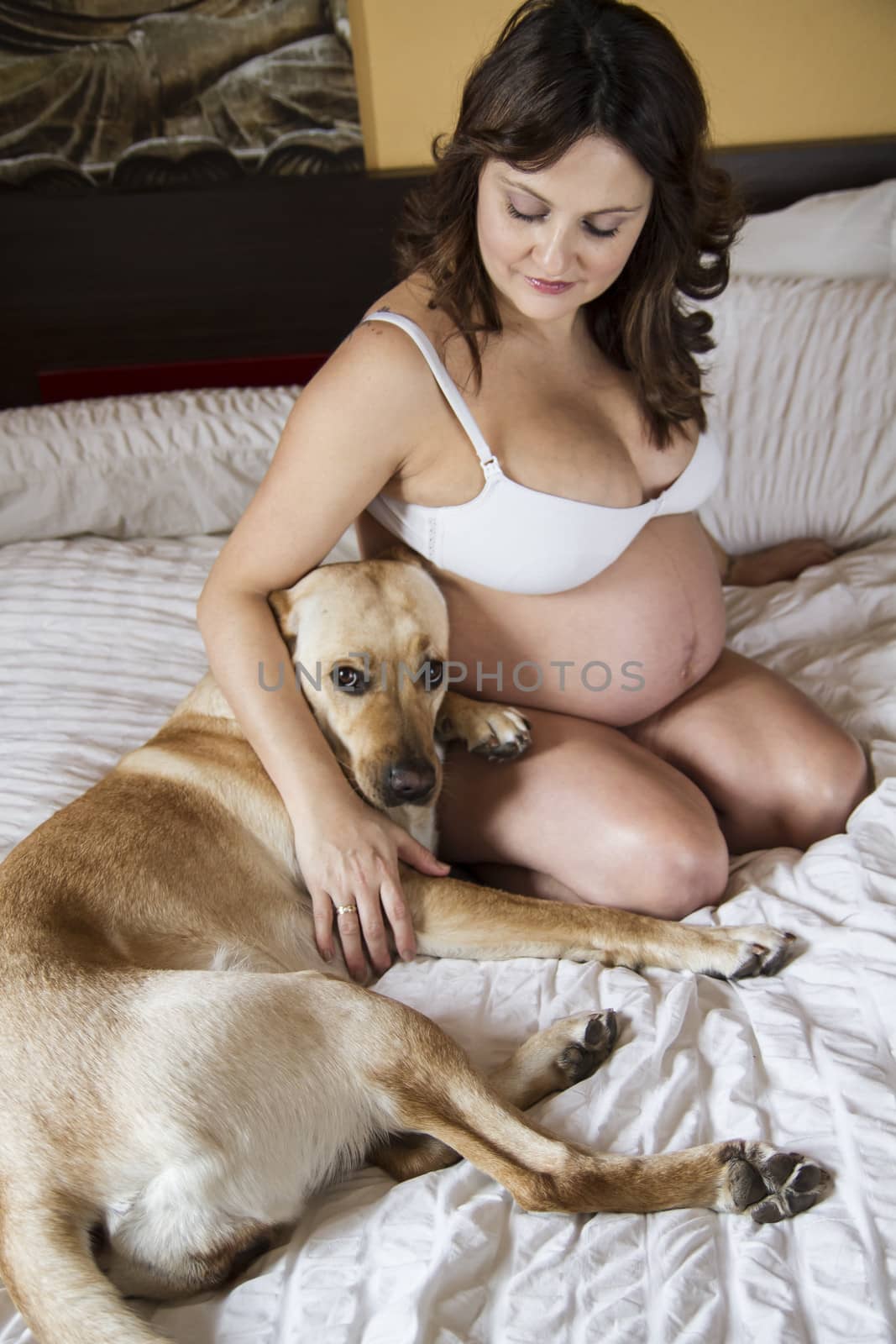 Pregnant Mother Relaxing On bed with labrador retriever, dog, Together