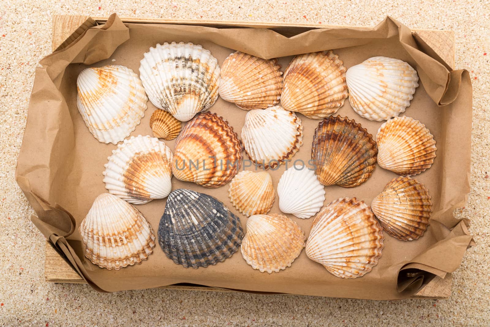 Sea shells in box with coral sand as background