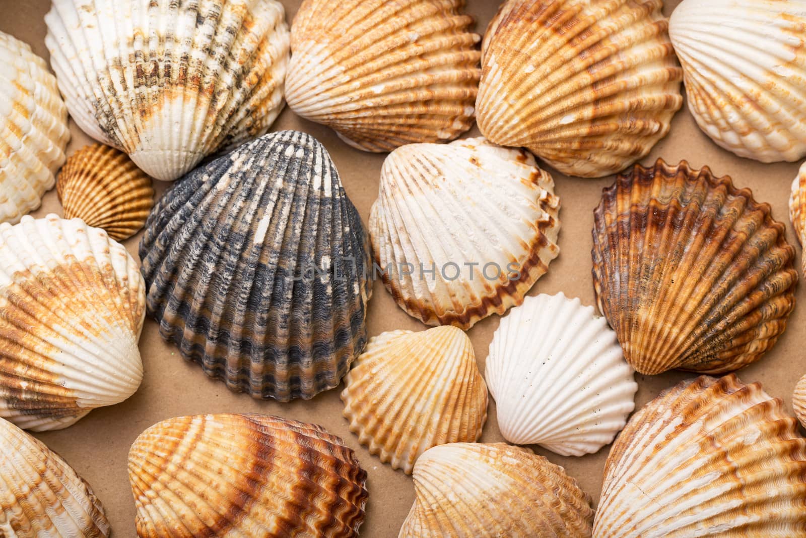 Heap textured sea shells by Discovod