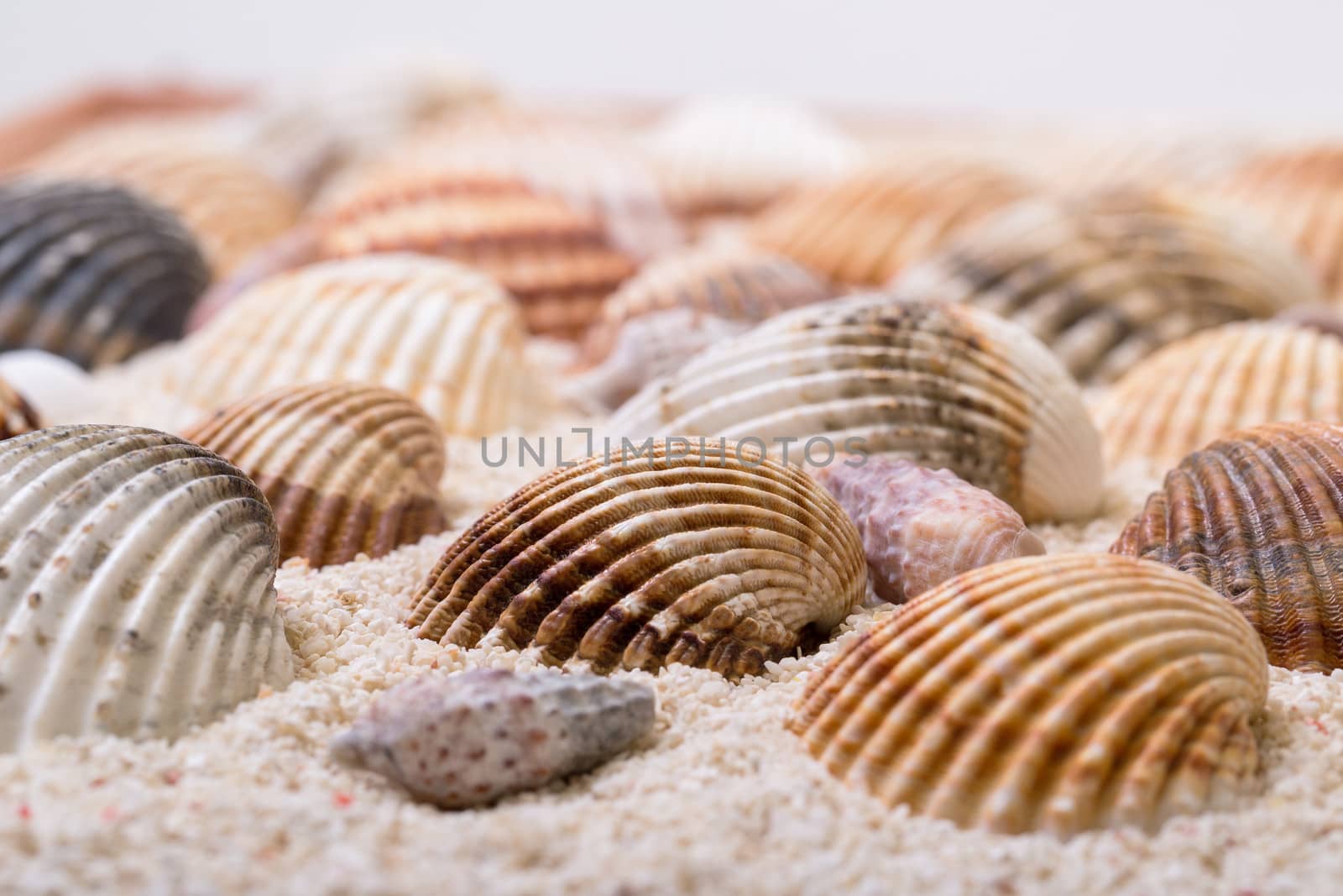 Sea shells with coral sand by Discovod