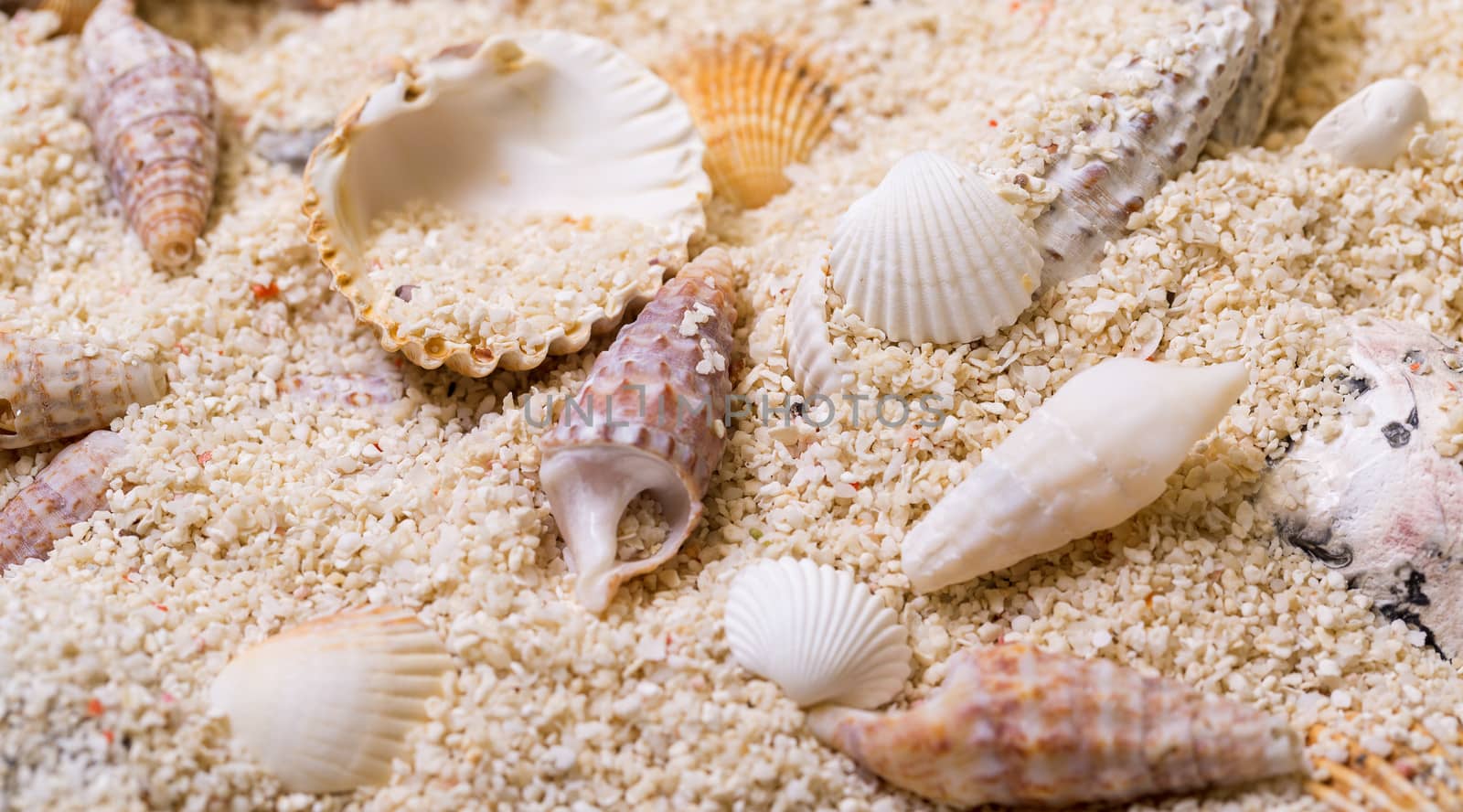Sea shells with coral sand by Discovod