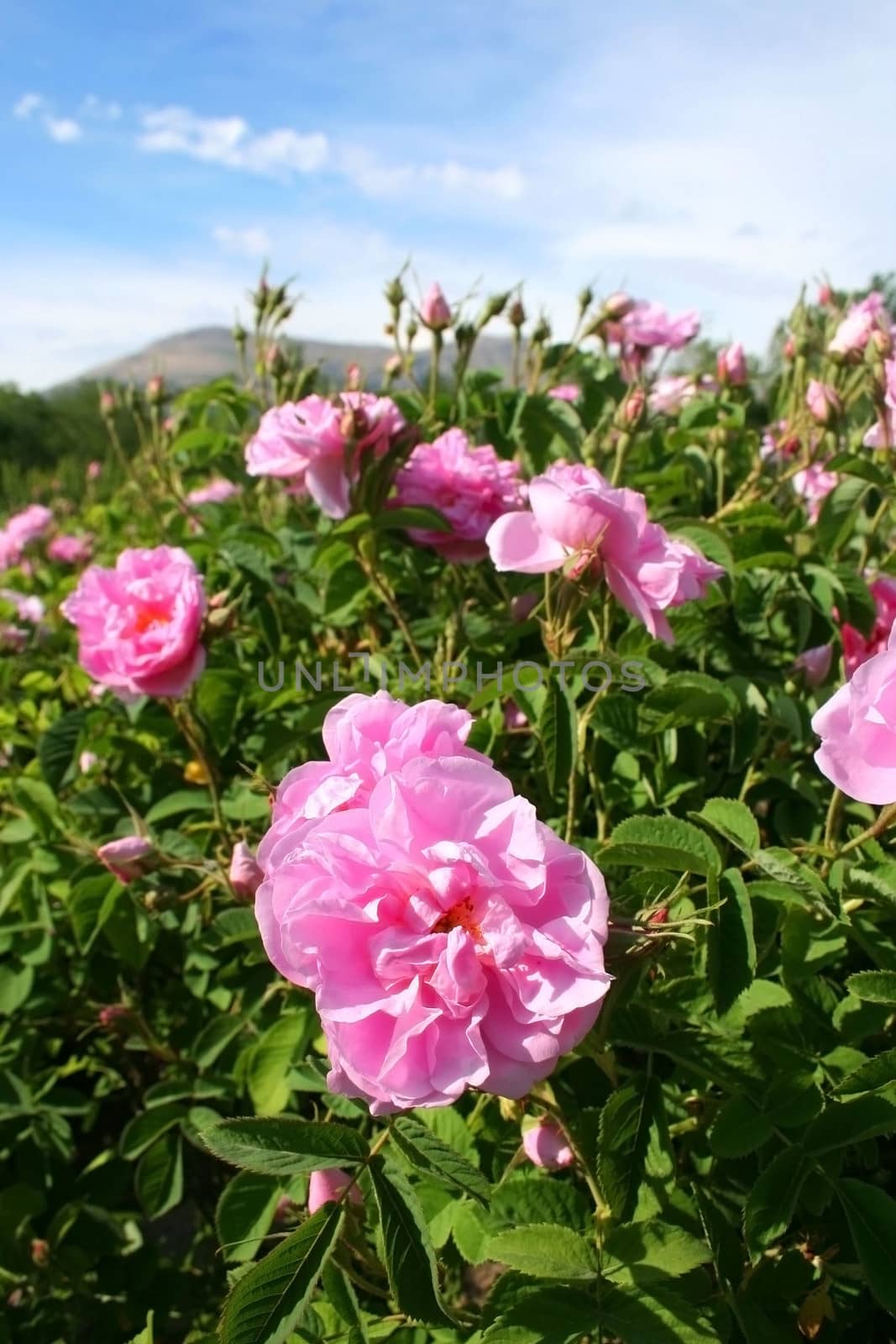 Beautiful pink roses at garden