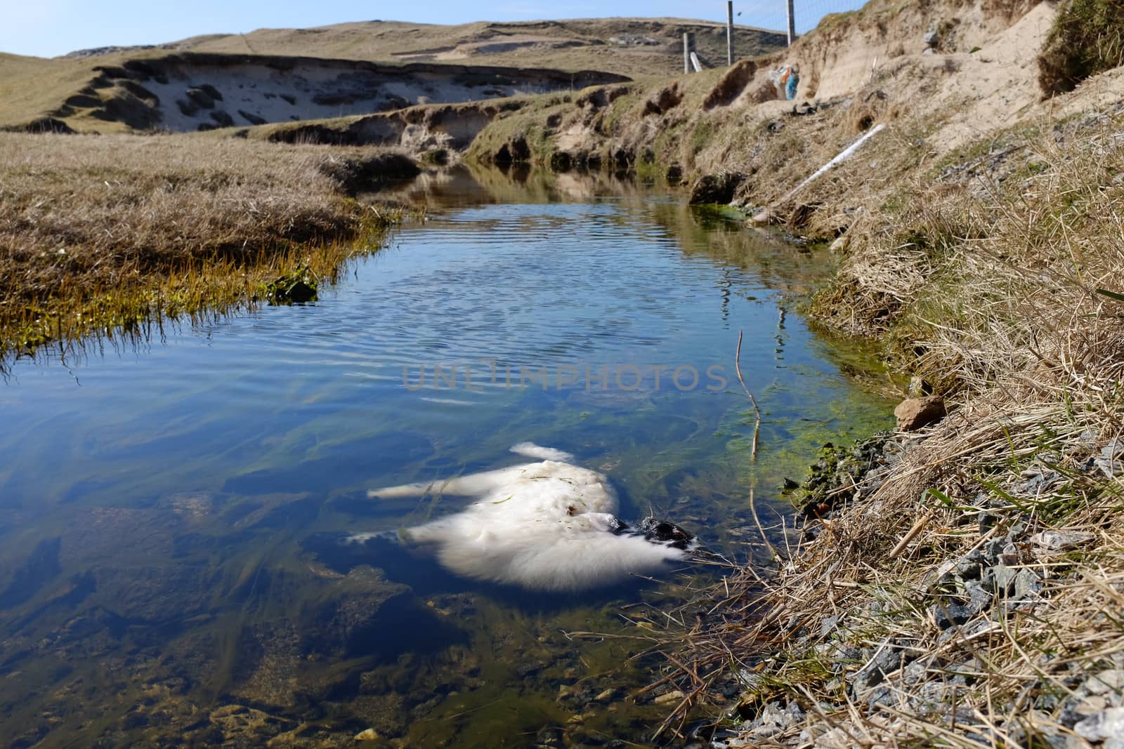 A lamb submerged in a stream with water leading away towards sand dunes.