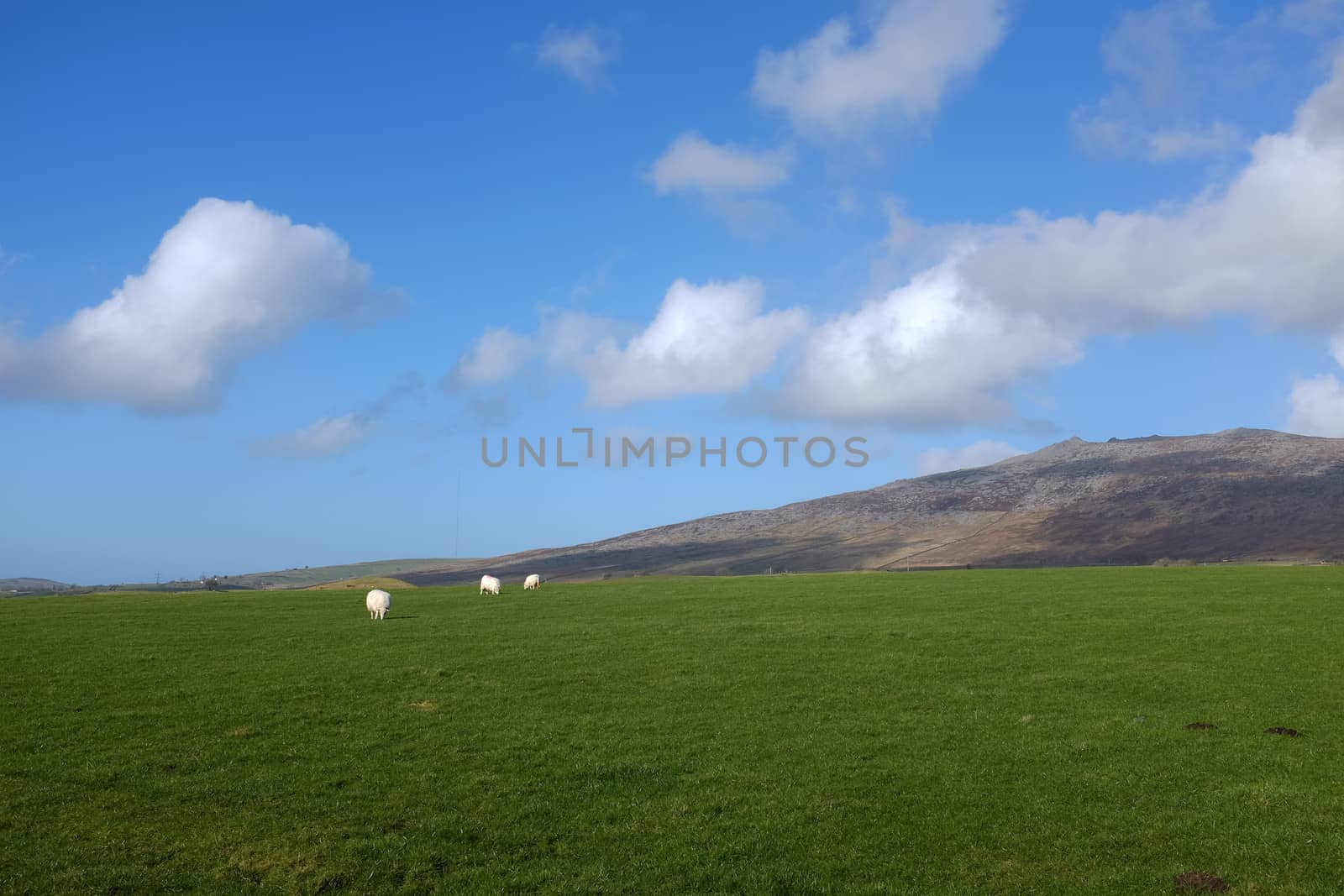 A lush green grass field with sheep grazing with a mountain and blue cloud sky in the distance.