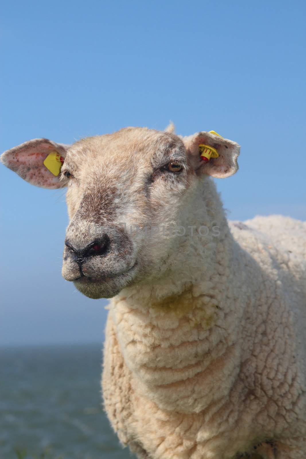sheep portrait by derausdo