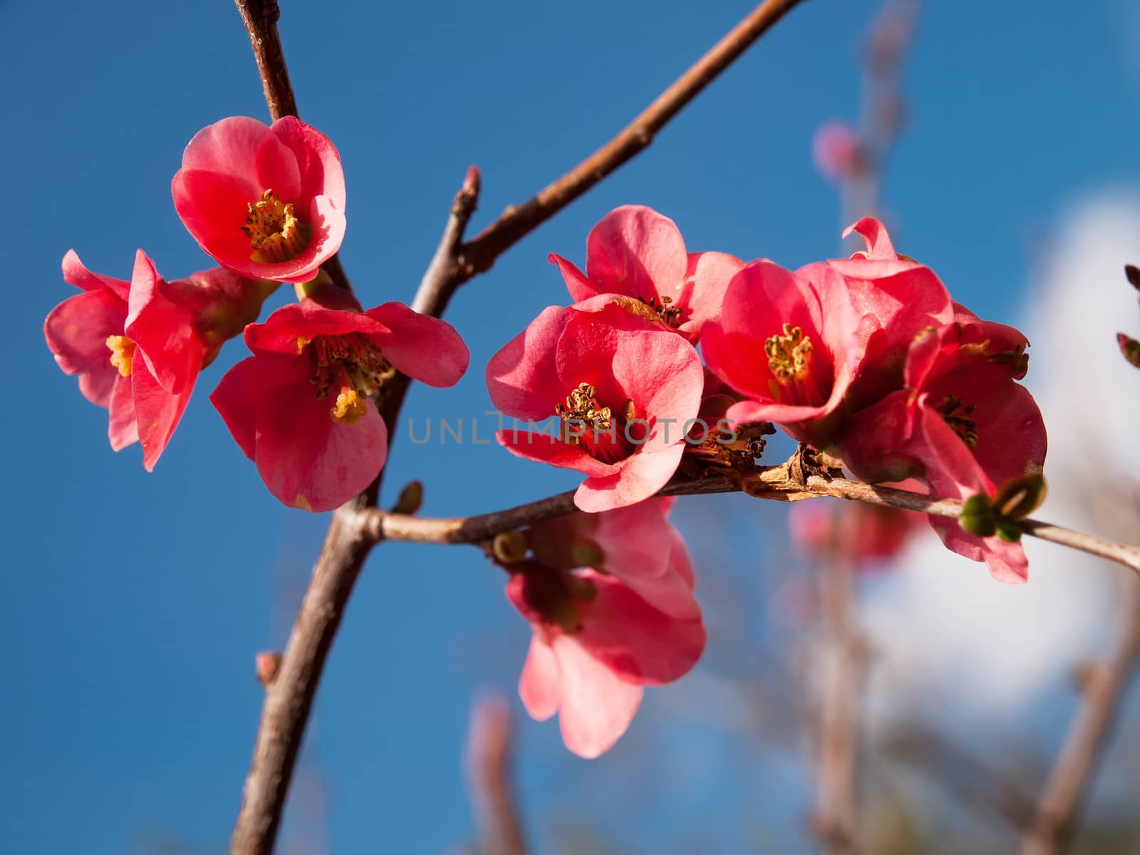 Japanese quince by sewer12