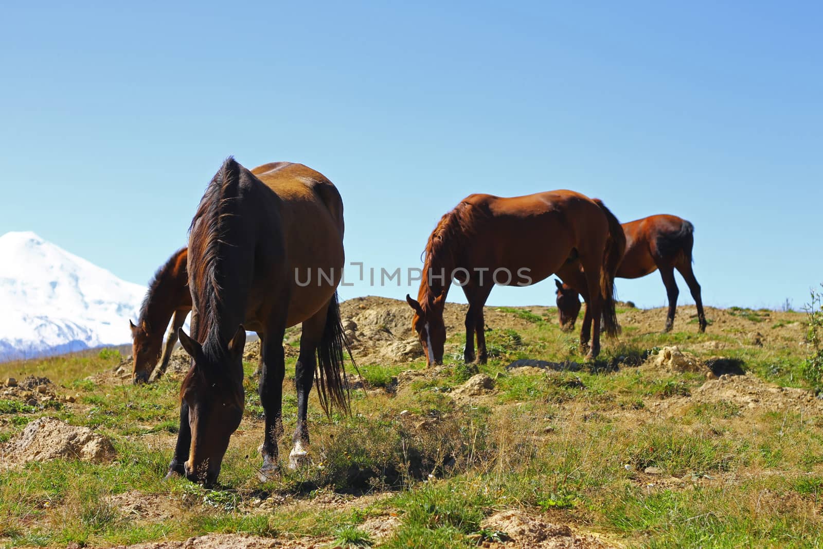 Horses on the summer autumn caucasus meadow
