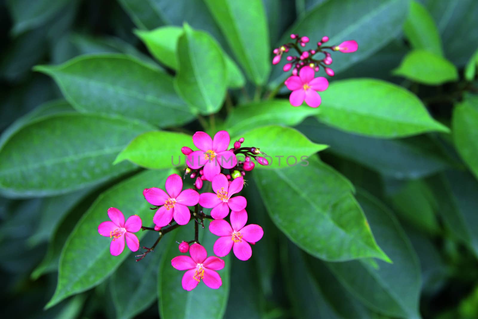 Exotic pink flower blooming on the branch of bush