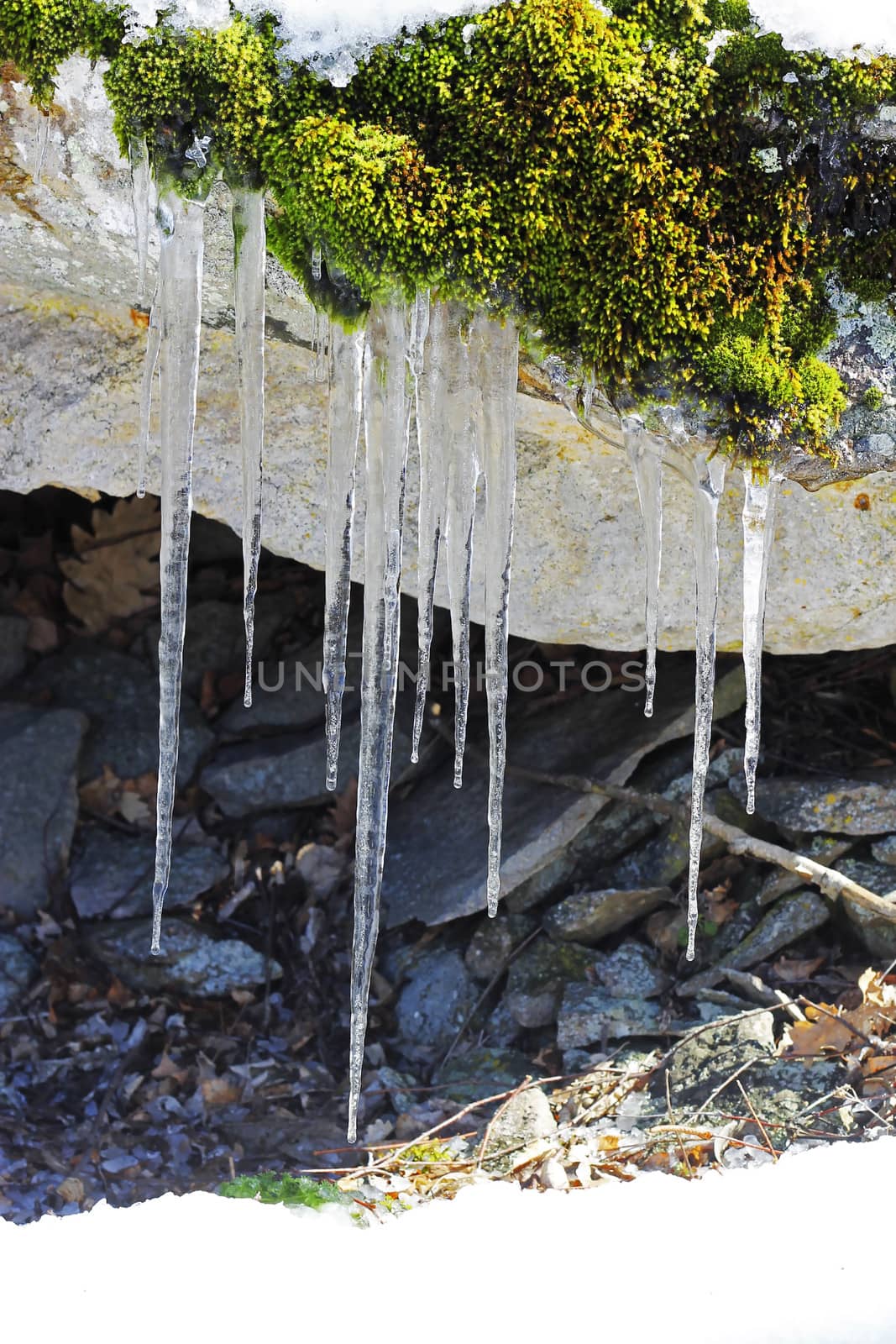Frozen icicles hanging from the stone in the forest