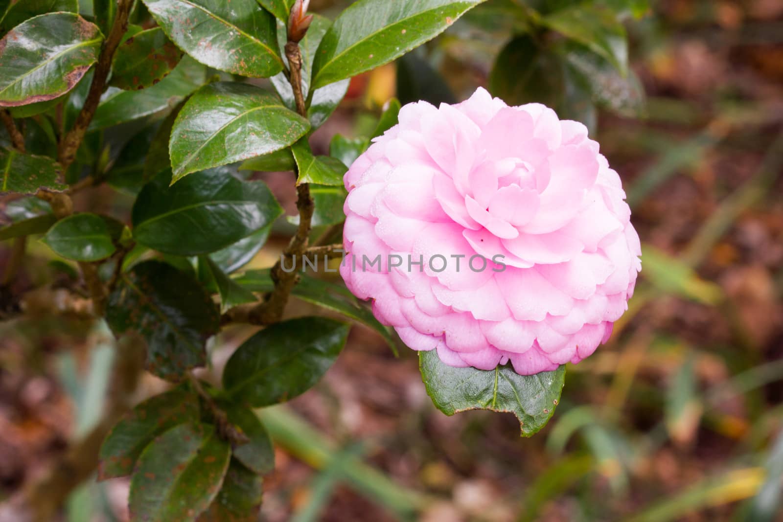 pink Rhododendron in a garden