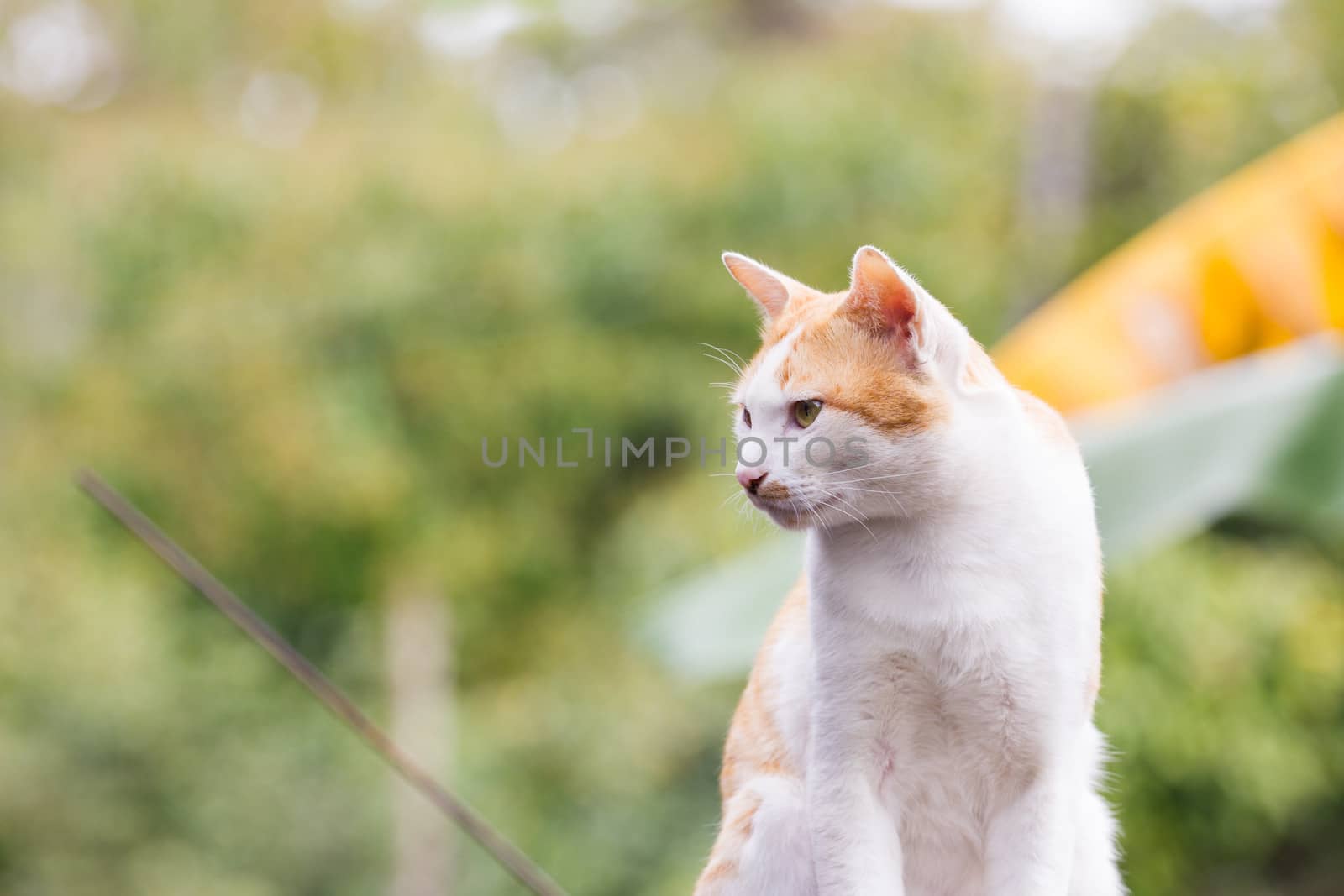 cat sitting on a wall to wait for its food