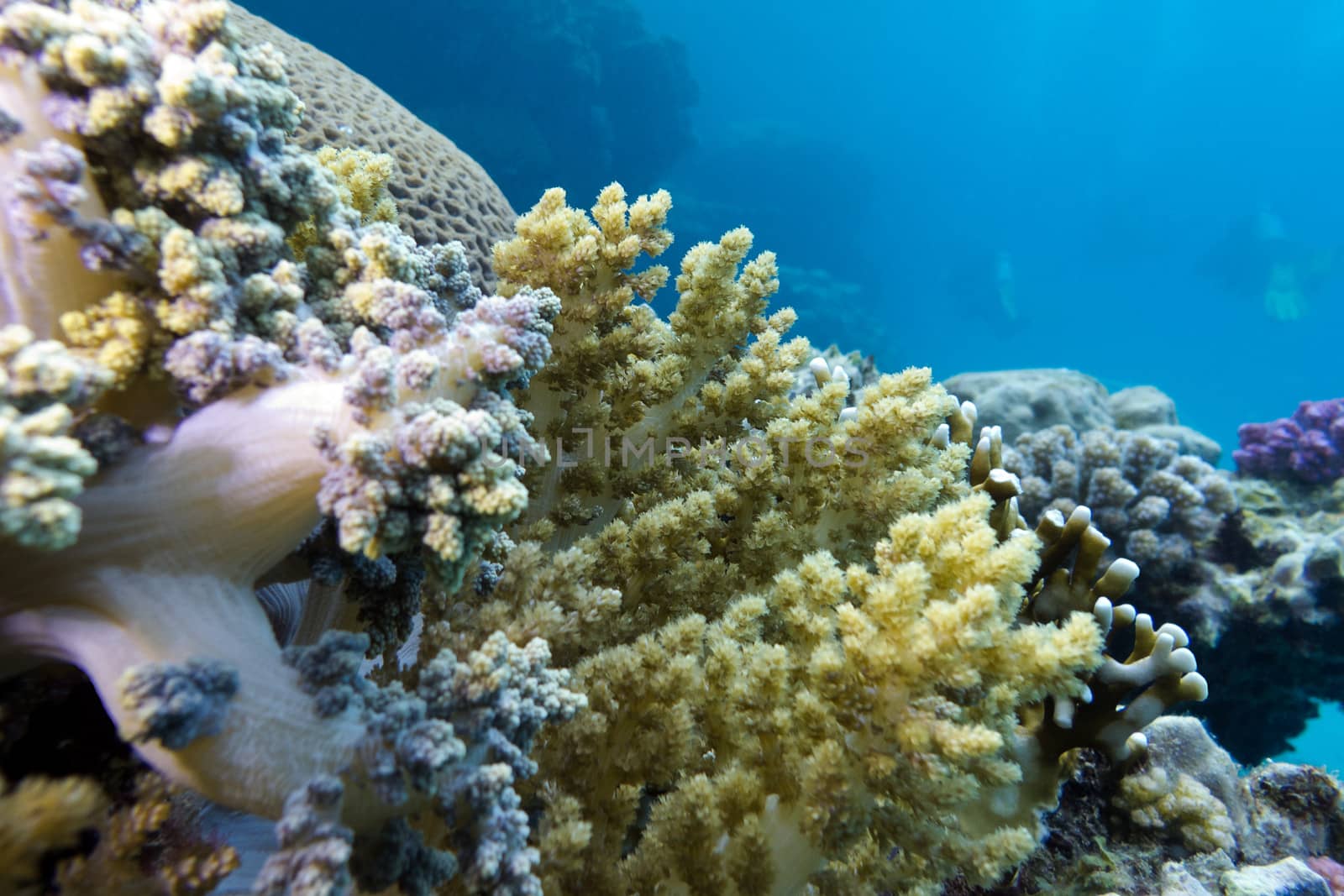 coral reef with great yellow soft coral at the bottom of tropical sea