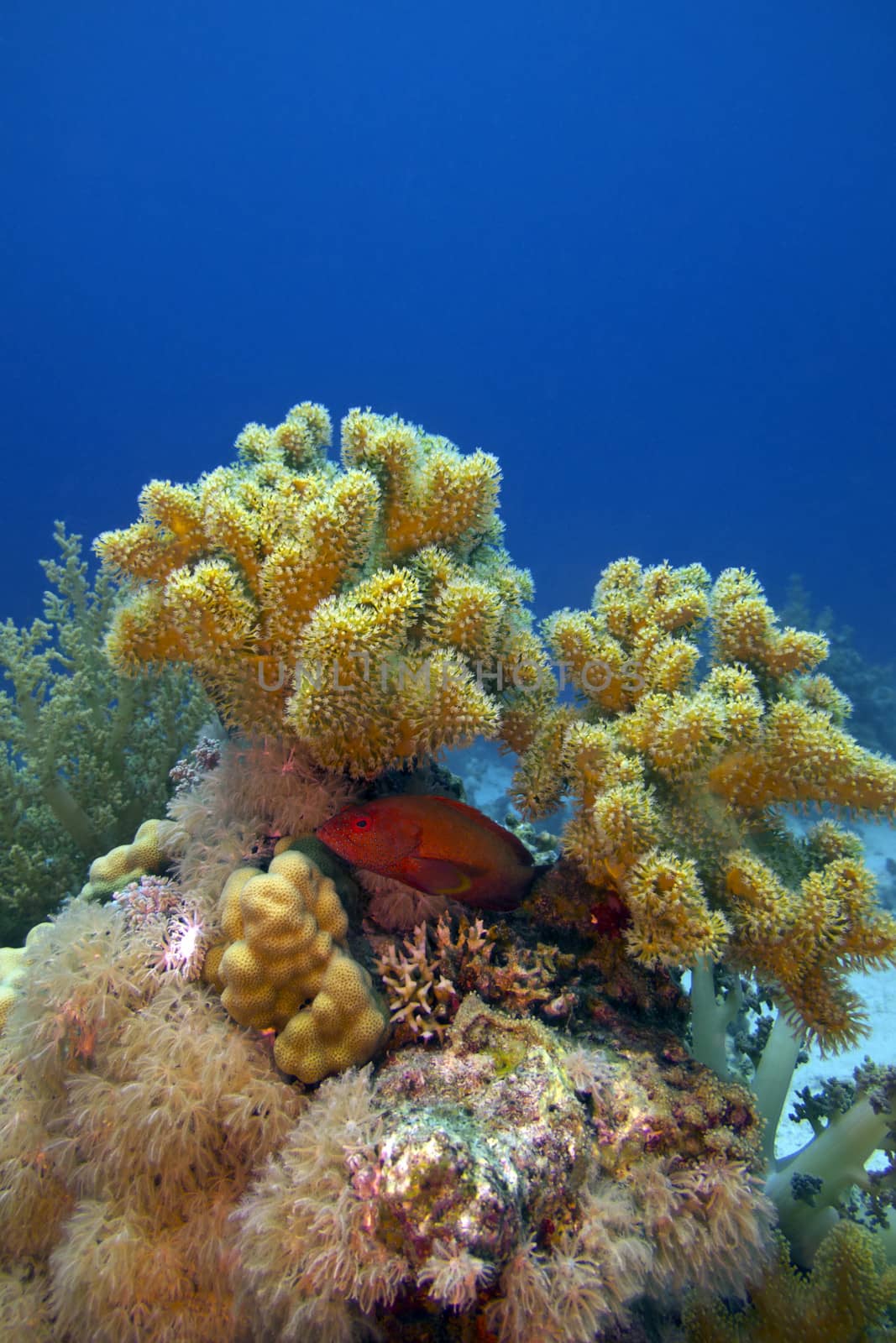 coral reef with great soft coral and blue-spotted red exotic fish on the bottom of red sea