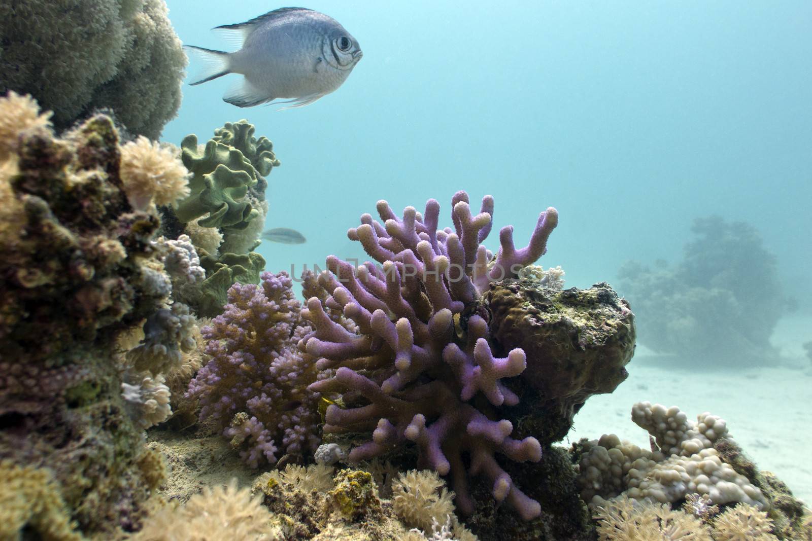 coral reef with lilac hood coral and exotic fish on the bottom of red sea in egypt