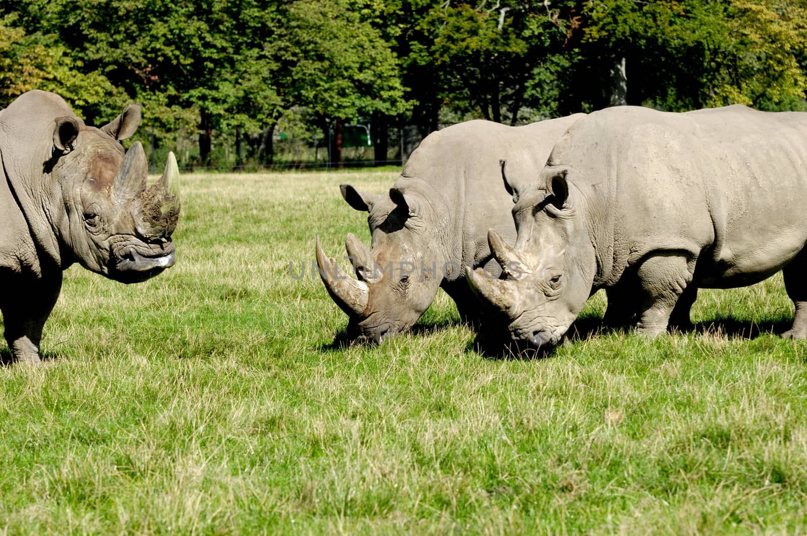Group of rhino by cfoto