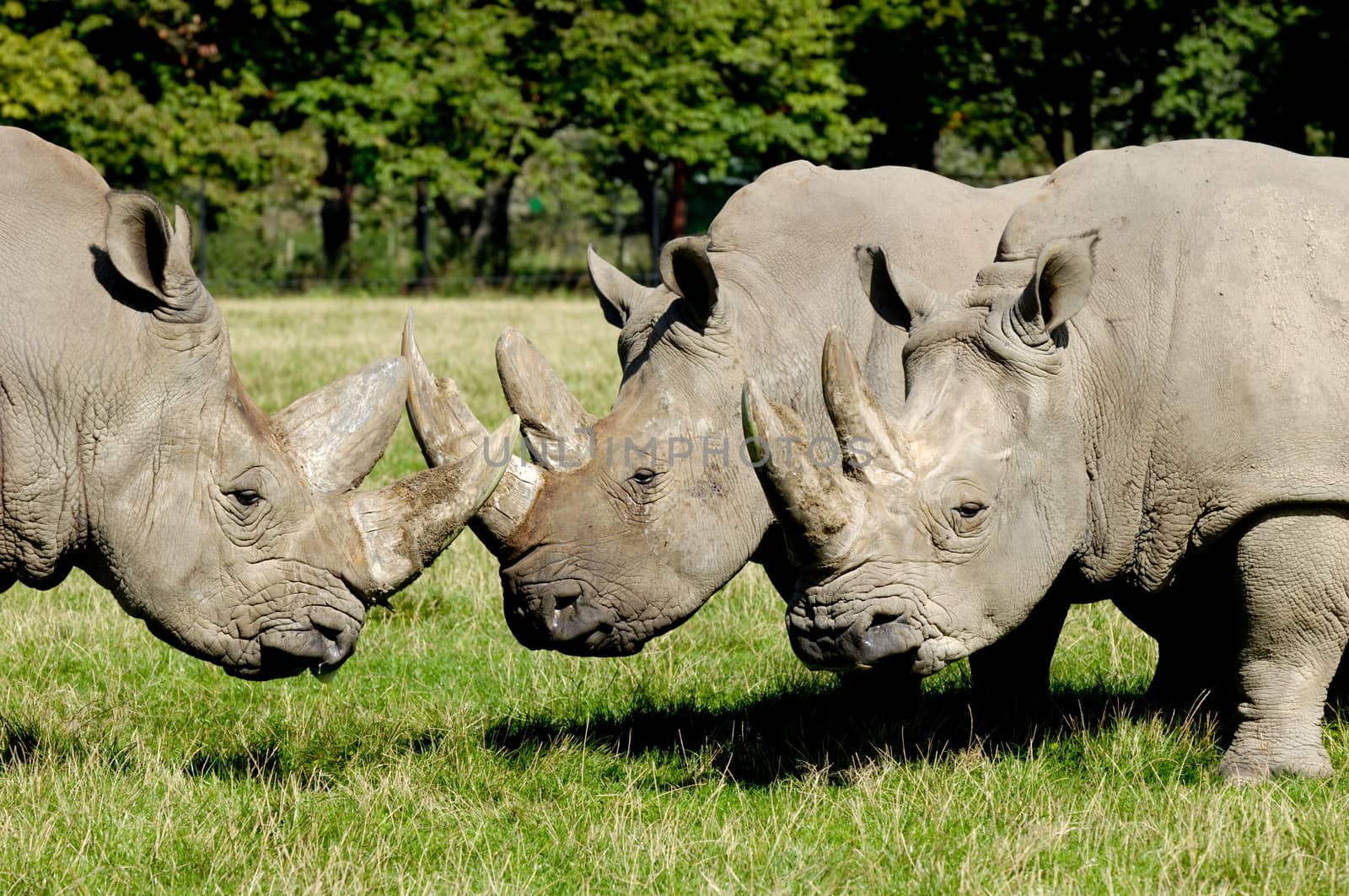 Group of rhino by cfoto