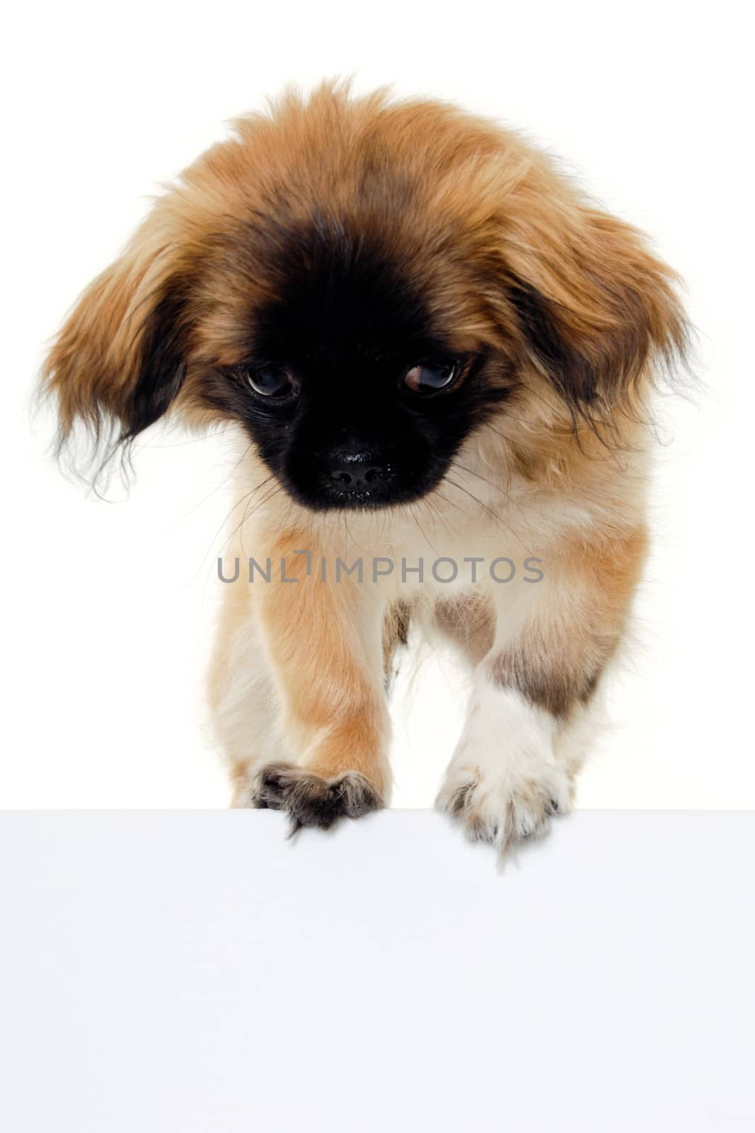 Puppy dog and blank sign by cfoto