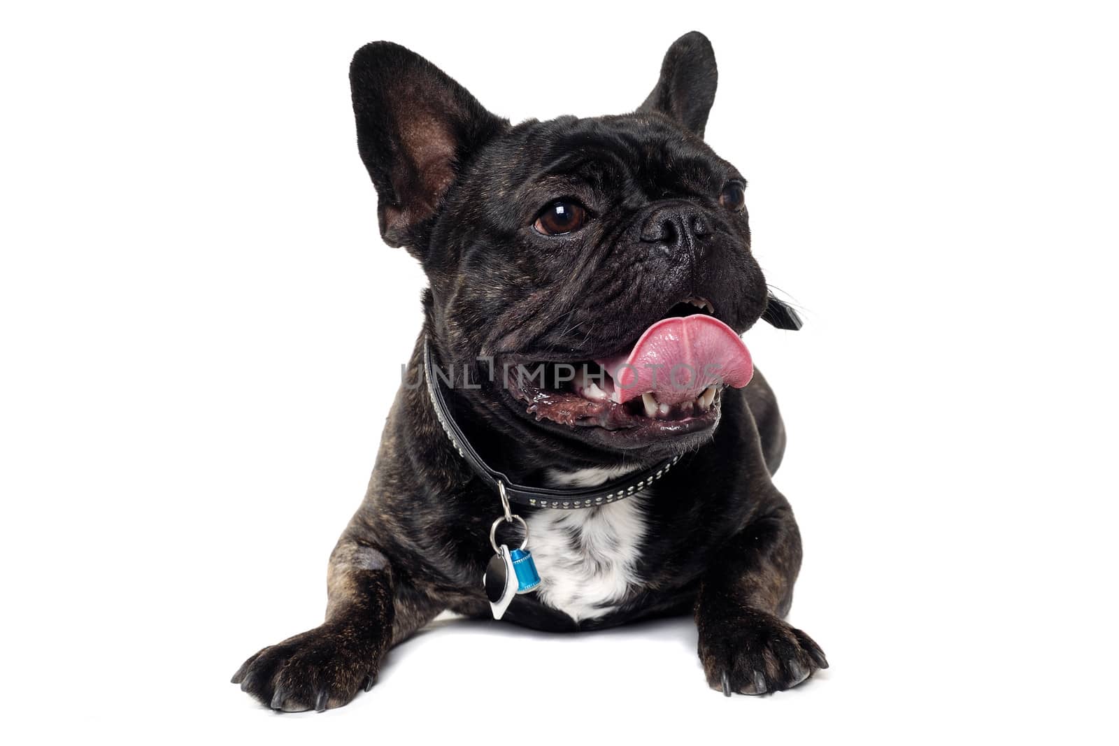Sweet dog is resting on a clean white background. The name of the breed is a French Bulldog. Some people also call it a bouledogue bran�ais. 