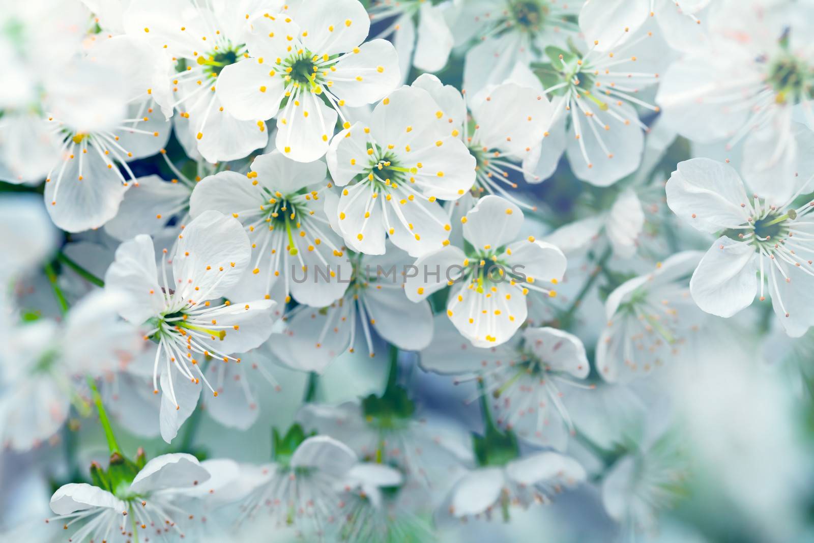 Cherry flowers for spring background. Blooming white blossoms