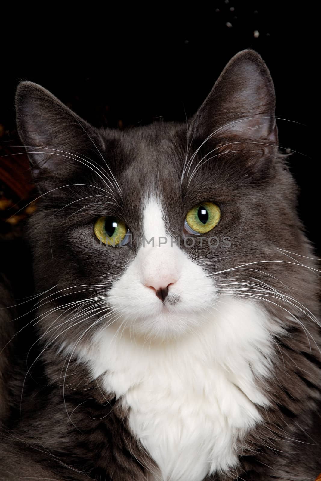Face of a gray and white cat by cfoto