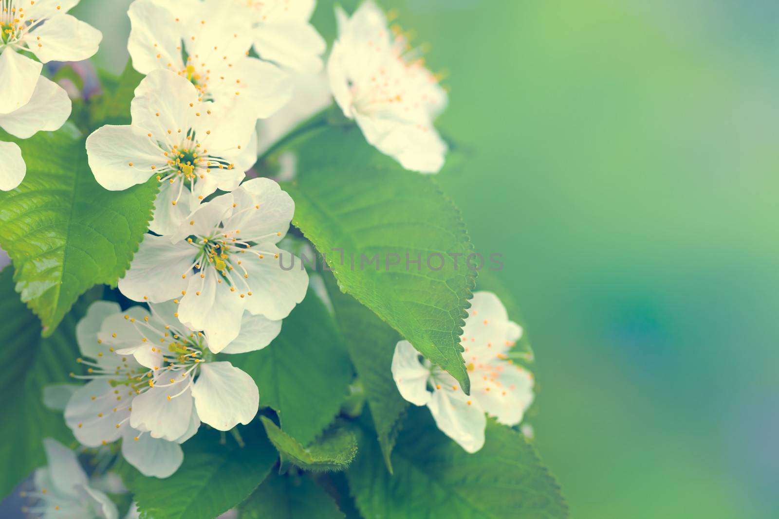 Spring Flowers by bozena_fulawka