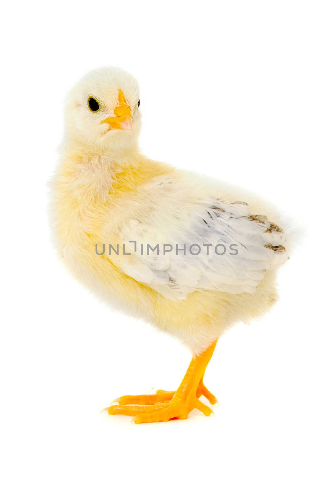 Angry baby chicken is standing on a clean white background.