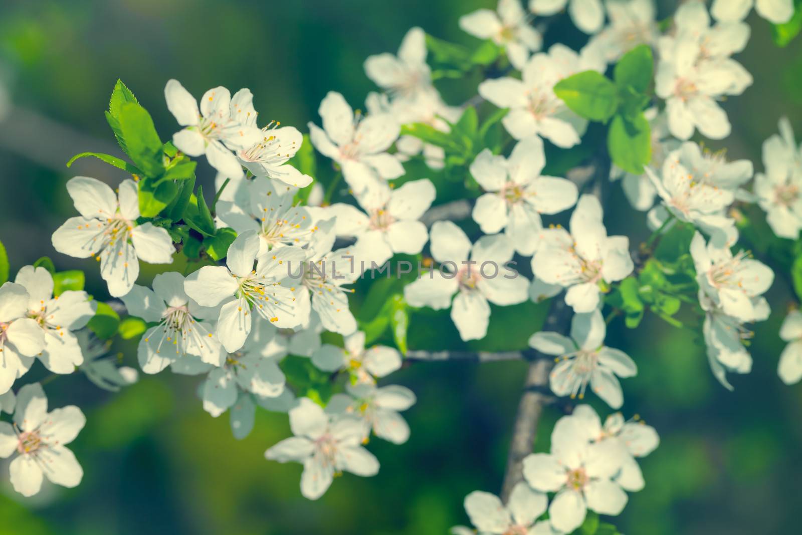 White flowers of plum blossoms for spring background