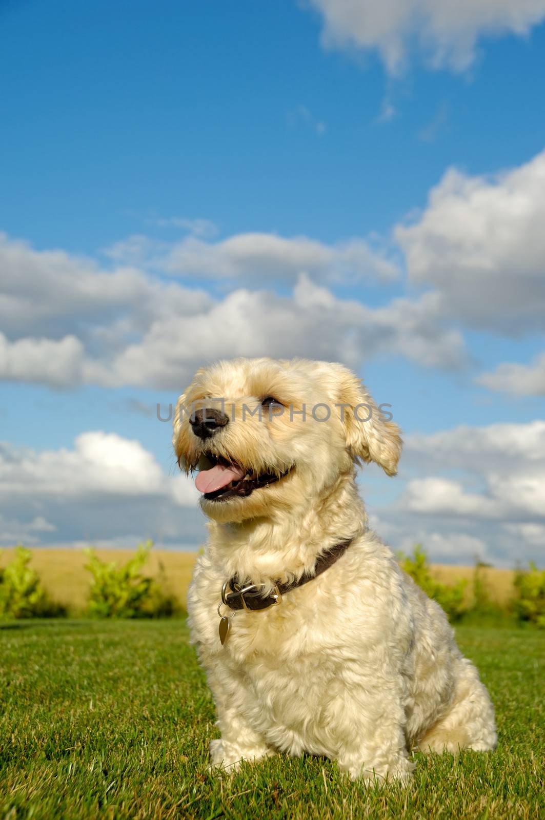 A Bichon Havanais puppy resting in the sun