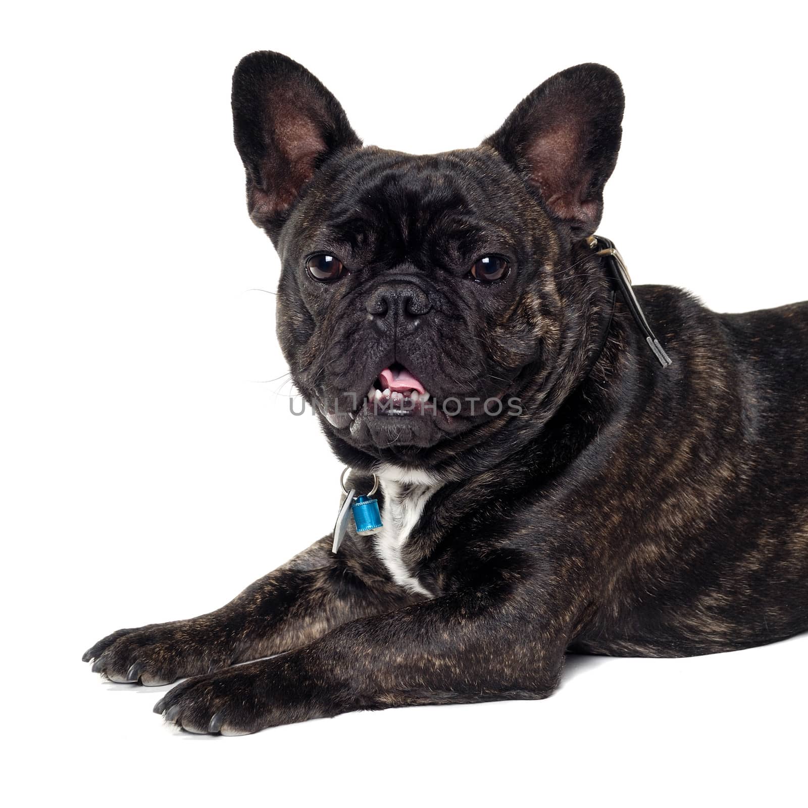 French Bulldog dog on white background by cfoto