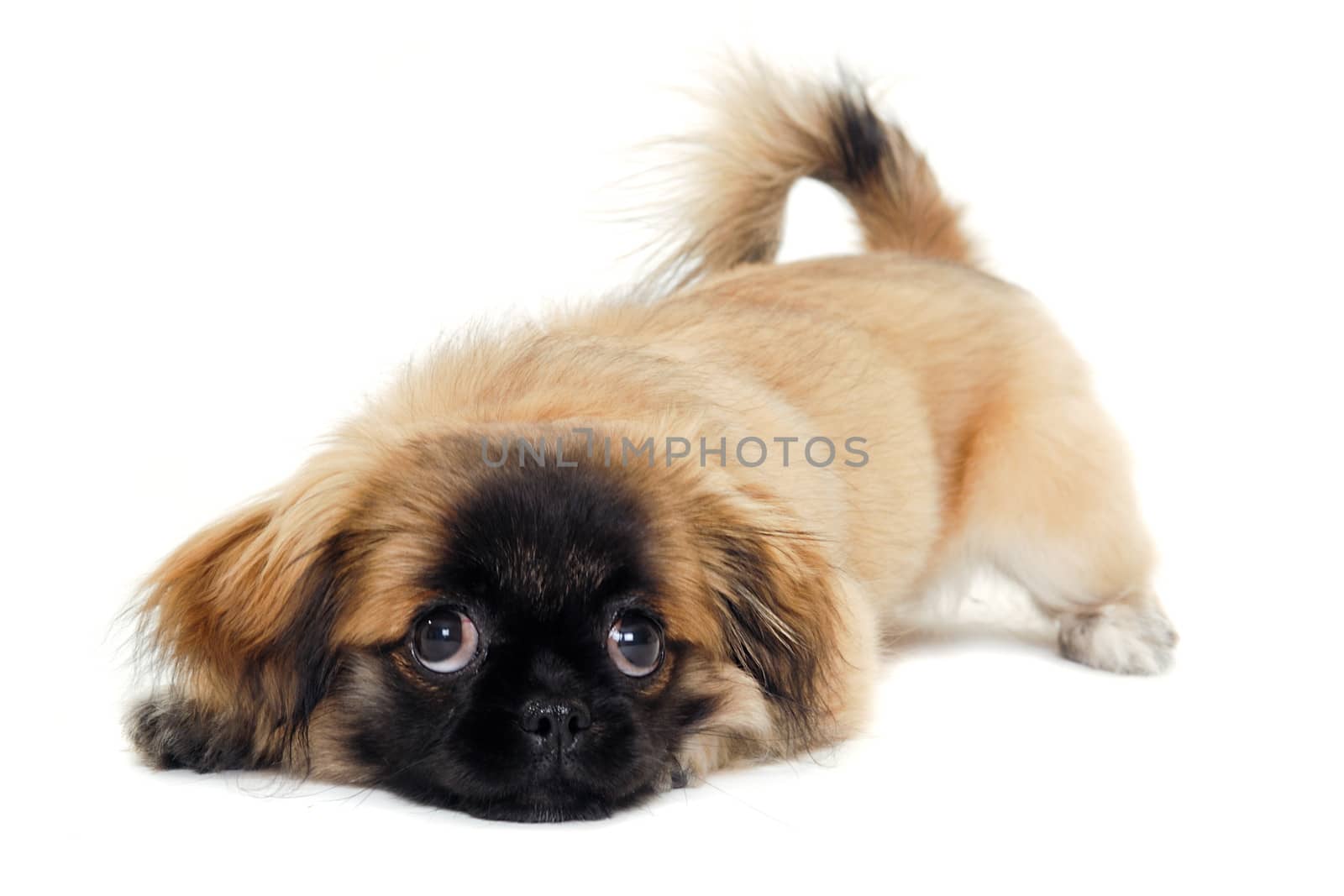 A sweet sad puppy dog resting on a white background