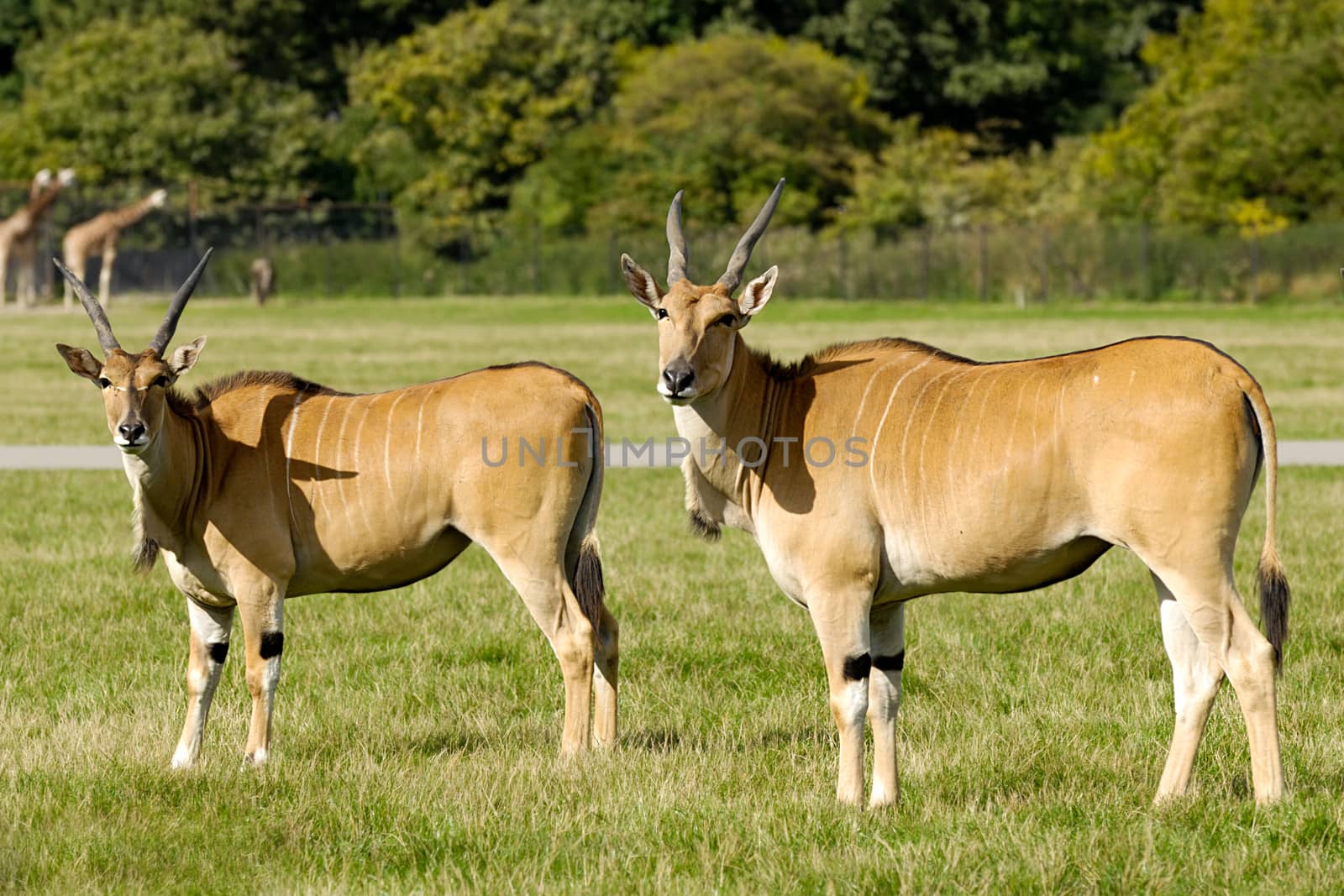 Two antelopes on green grass