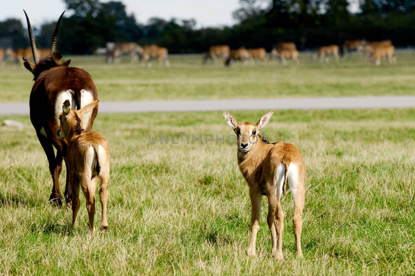 Antelopes are standing on green grass by cfoto