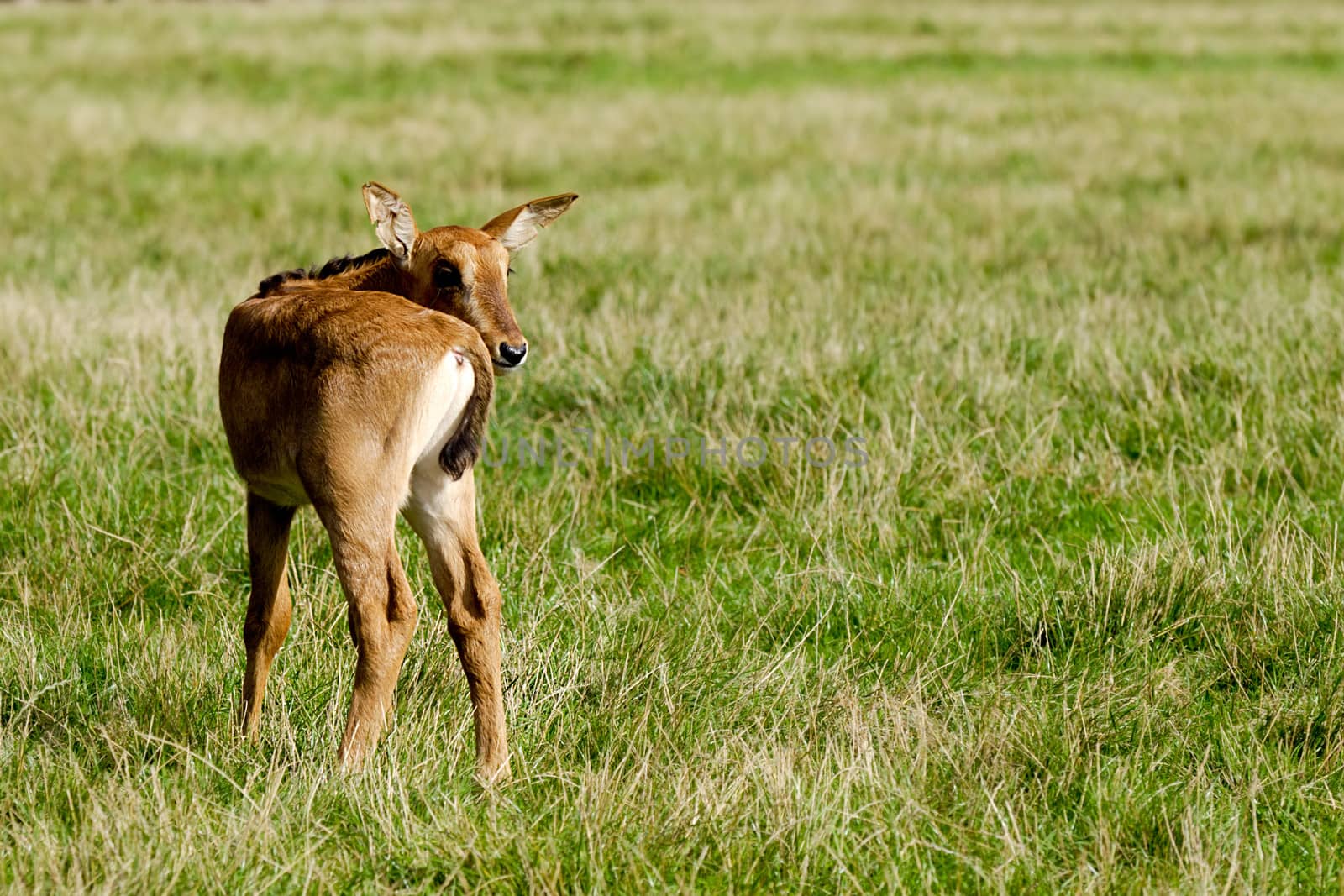 Alone antelope baby