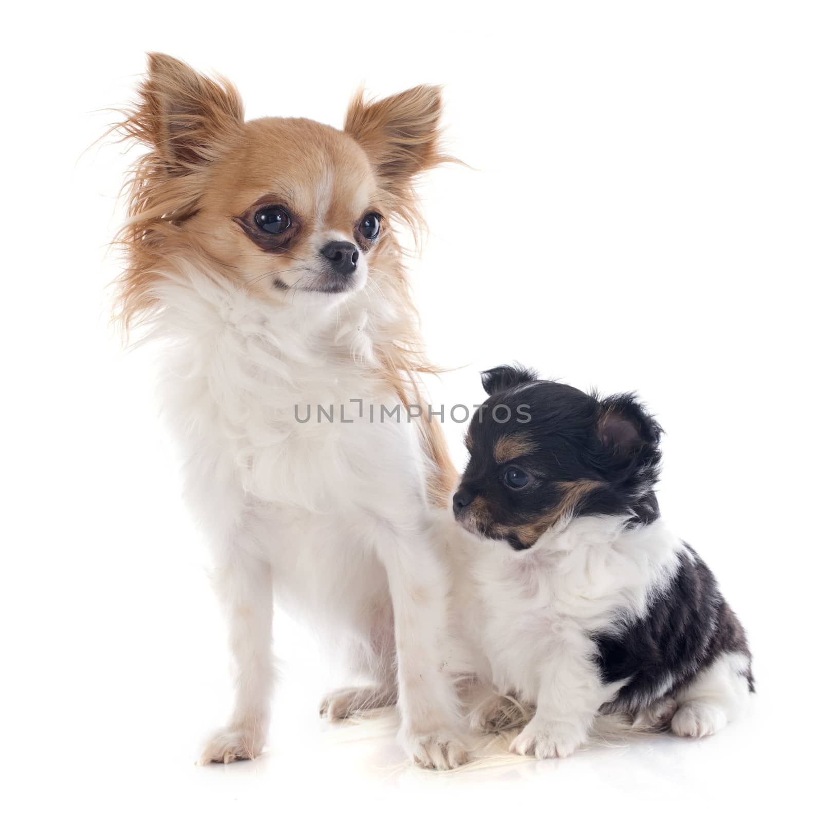 puppy and adult chihuahua in front of white background