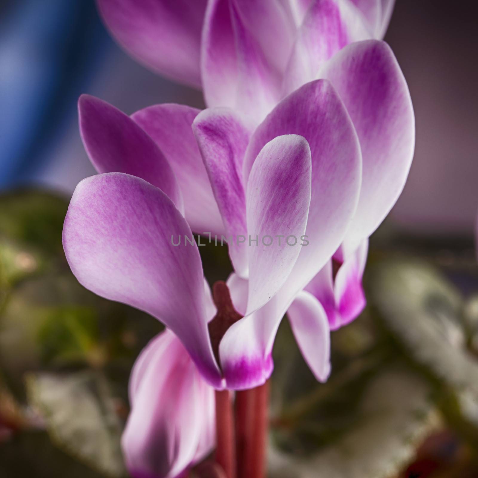 Cyclamens in sequence, hdr image, close up